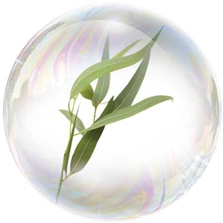 Eucalyptus leaves (Eucalyptus globulus) **   